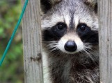 raccoon