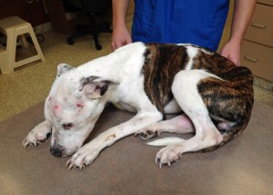 Puppy Doe was found in Quincy, abused and abandoned. (ARL photo)