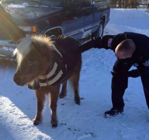 An officer holds on to Kiss (CPD photo)