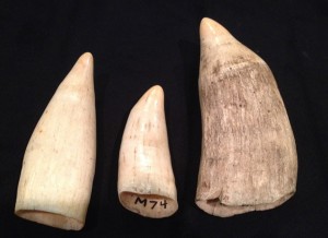 Whale teeth in the collection of the Canton Historical Society