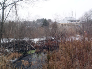 A beaver built this dam on Ponkapoag Brook.