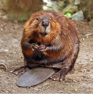 North American beaver (Steve Hersey photo)