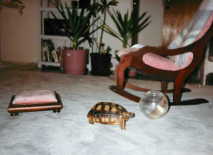 Sampson the tortoise found a better home at the zoo.