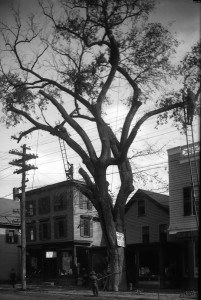 Workmen in Canton Center cutting down an enormous elm tree circa 1905 (Courtesy of the Canton Historical Society)