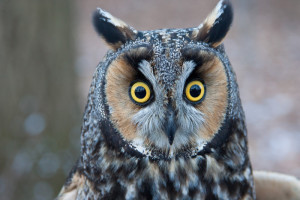 Long-Eared Owl by Shawn Carey