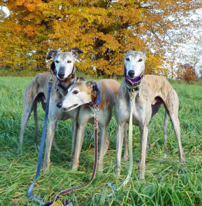 Therapy dogs Nixon, Ruby and Nigel