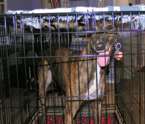 George, an adopted greyhound, on the first day at his new home