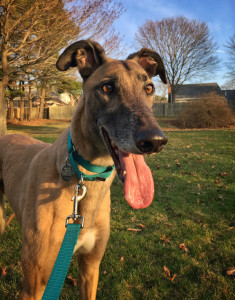 Pippin, formerly Conrad (Photo by Kerry Wyler)