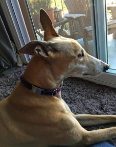 Buck wearing his jingle-free ID tag